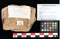 Foto (Objekt + Etikett) von Rhytisma pythii Ettingshausen (NHMW-GEO-2024-0188-0082)